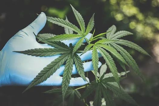 Les raisons d'acheter du cbd en gros ?